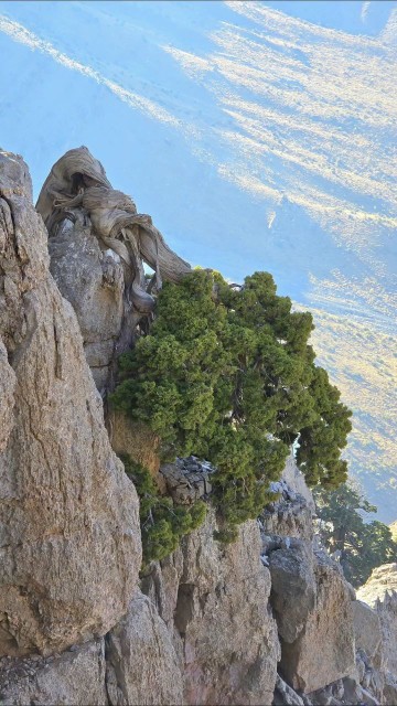 درختی ، و تنه در هم پیچیده اش در دل کوه