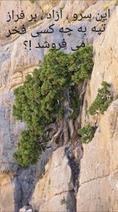نوعی درخت سرو در دل کوه