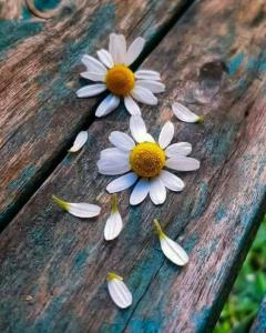 درمسیر  ارامش