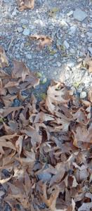 من میرم 🧍🚶خش خش 😂🍂🍂