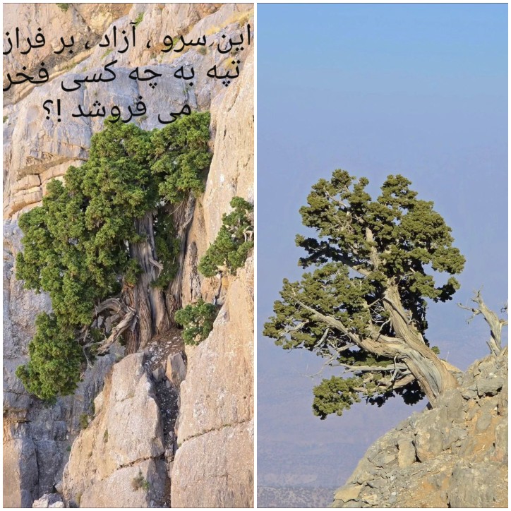 سرو در دل کوه