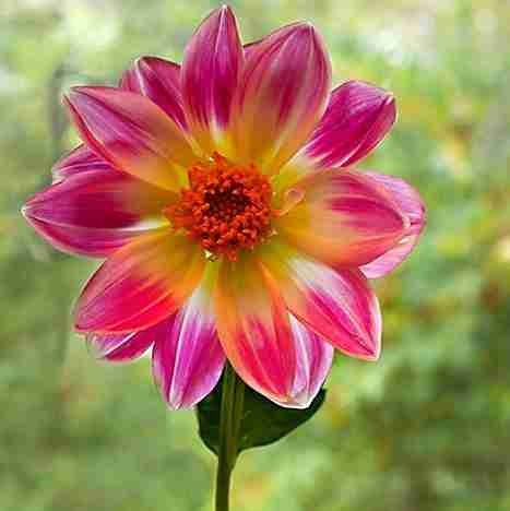 گلها _ نماد پاکی این جهان هستند .