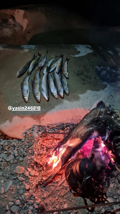 بفرمایید☕️🐟