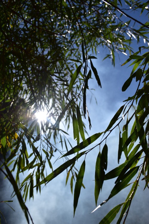 شاخه‌های بید