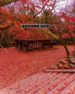 پاییز رنگارنگ 