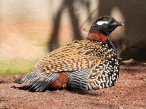 کی اسم این پرنده رو میدونه