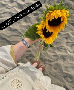 روزتون عالی و پر نشاط 