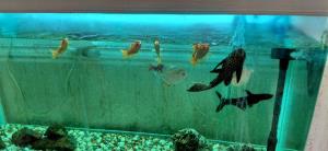 موقع عصبانیت اینجاست ک ماهیا میان آرومت میکنن