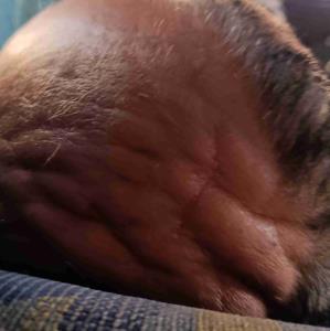 کله عمو حسن بعد از هفت ماه عدم بارندگی