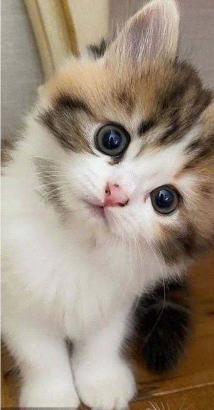 شبتون در سایه سار ماهتاب 🙋🌠🌺