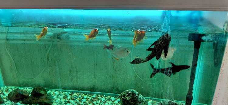 موقع عصبانیت اینجاست ک ماهیا میان آرومت میکنن