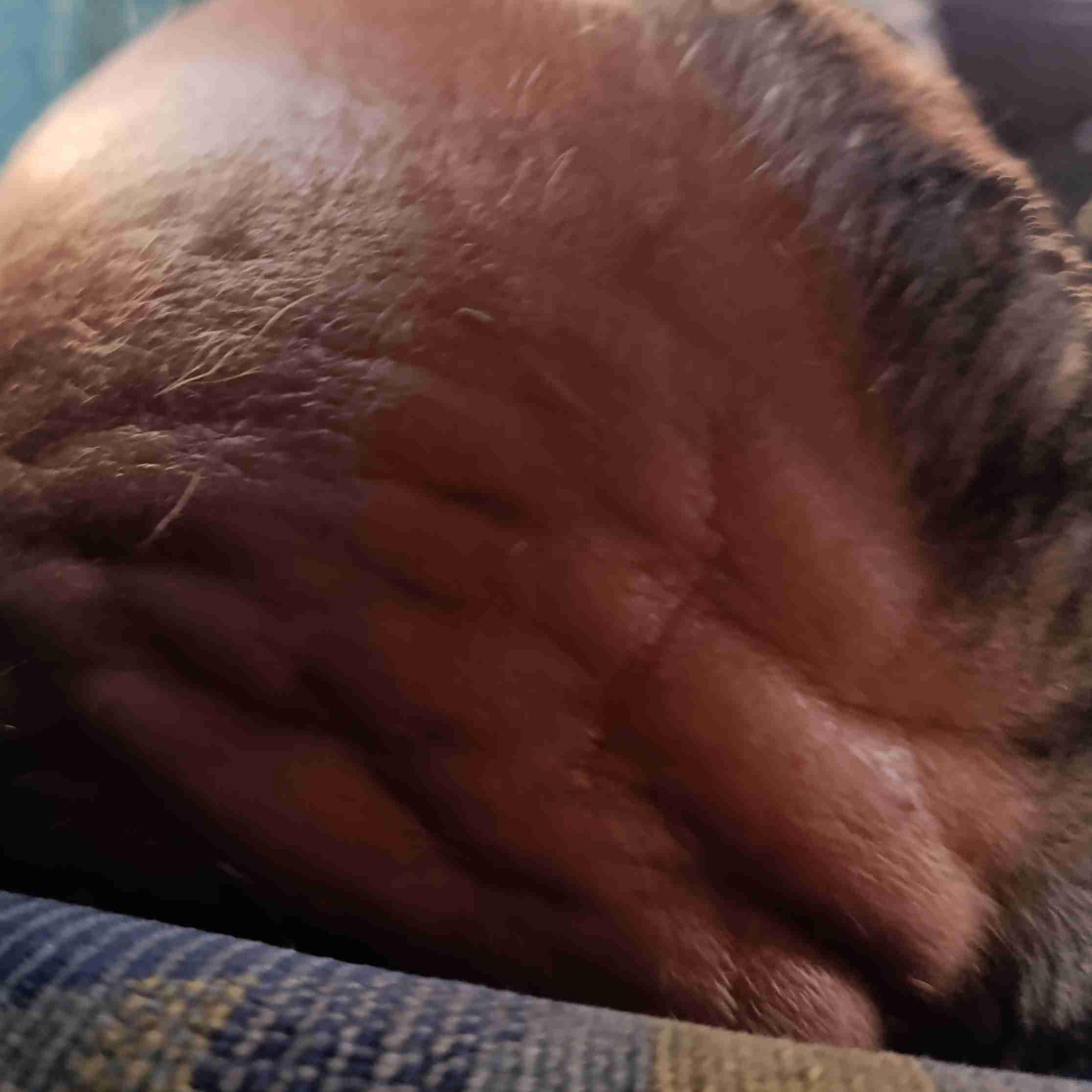 کله عمو حسن بعد از هفت ماه عدم بارندگی