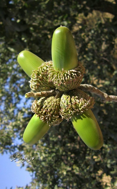 بلوط...زاگرس 