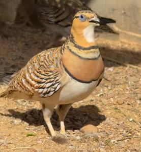 سلام کبک پرورشی ماکو🌻🙏