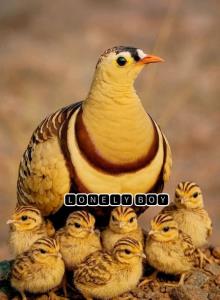 🍁🍁💯💯🍁🍁