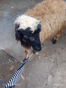 قربانی پدر بزرگم برای عموم که داره از شمال می یاد 