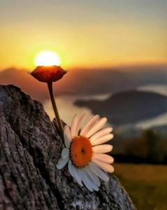 تقدیم ب الهه ناز 