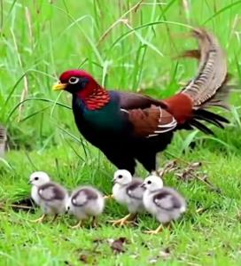 سلام قرقاول وحشی شمال ایران🌻🙏