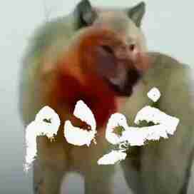 شبتون ناب 😉😉👍👍👍👍