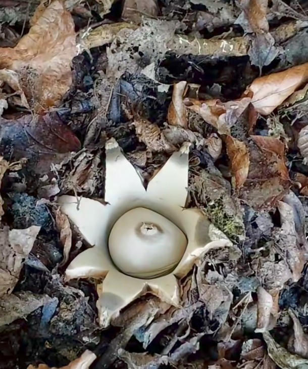 همچنین قارچی دیده بودین ؟