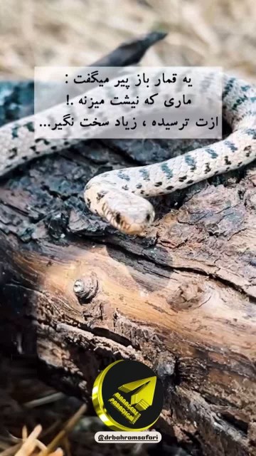 یه‌قماربازمی‌گفت‌ماری‌که‌نیش‌می‌زنه‌ازت‌ترسیده