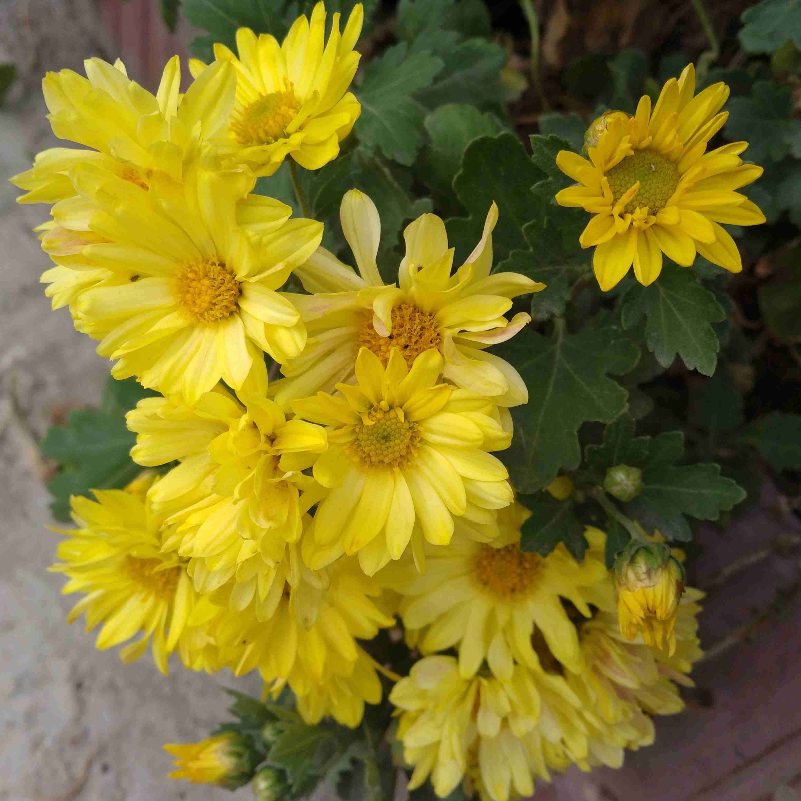 گلهای باغچه