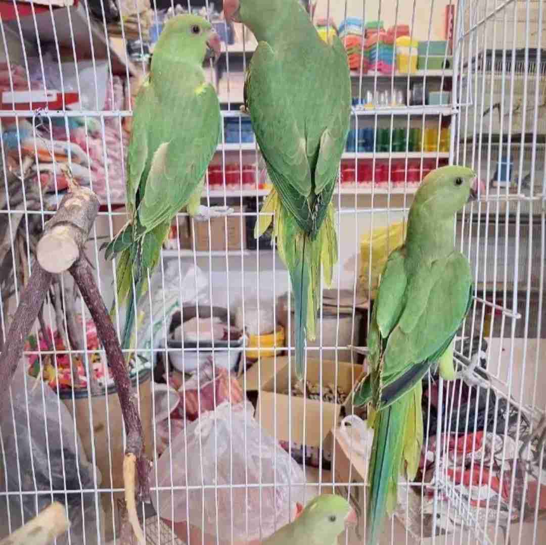 دونه ای ۲ تومان بنظرتون ارزش داره