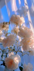 امام جعفر صادق علیه السلام می فرمایند :