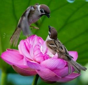 سلام شبتون خوش 👇🏻🌹