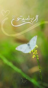 🌸 امیرالمؤمنین علیه‌السلام فرمودند: