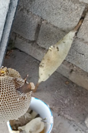 عسل باغ خودم 