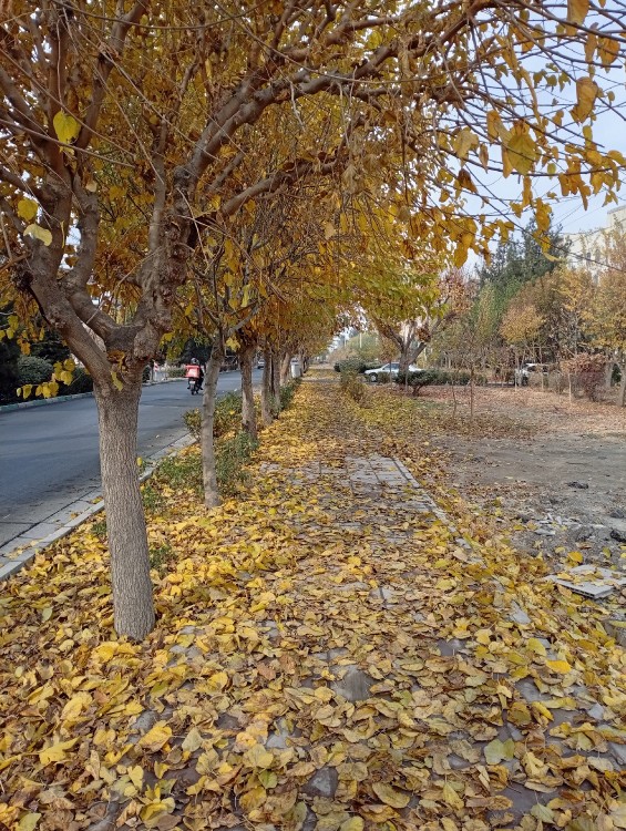 مرا عهدیست با جانان که تا جان در بدن دارم 