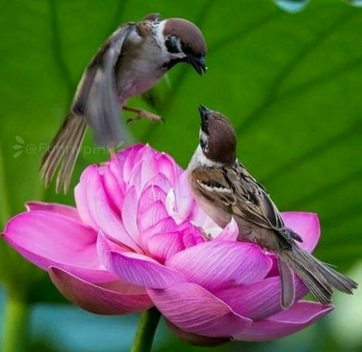 سلام شبتون خوش 👇🏻🌹