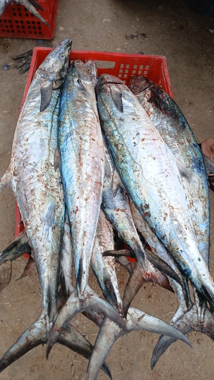 ماهی شیر بزرگ‌