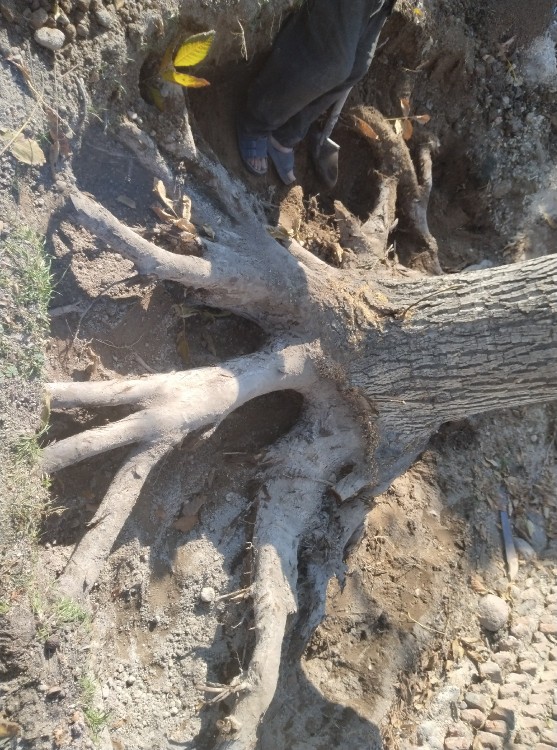 روز درخت در بیاری😂