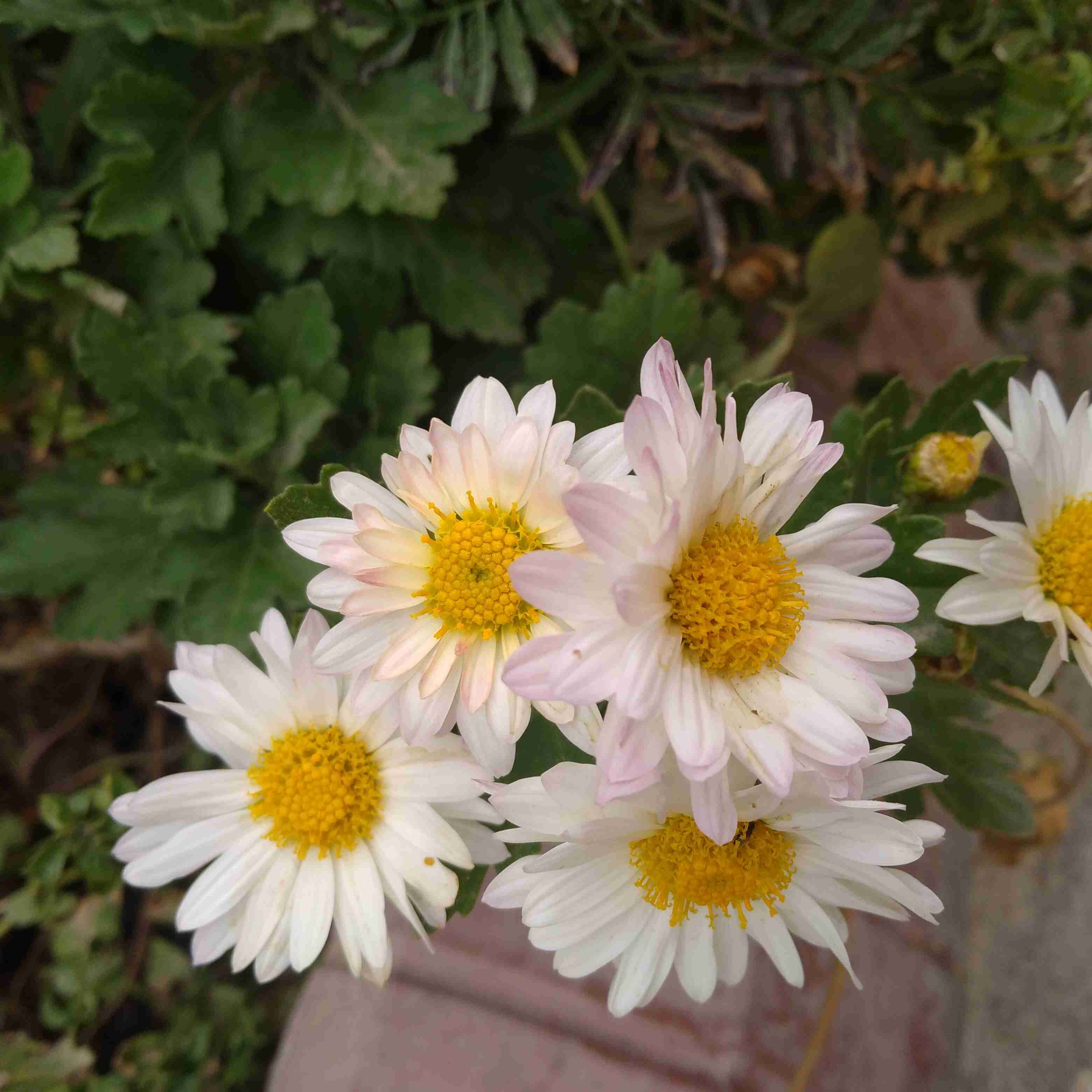 گلهای باغچه