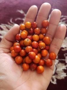 بفرمایید 😋