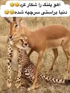 براستی دنیا سرچپه شده😂😂