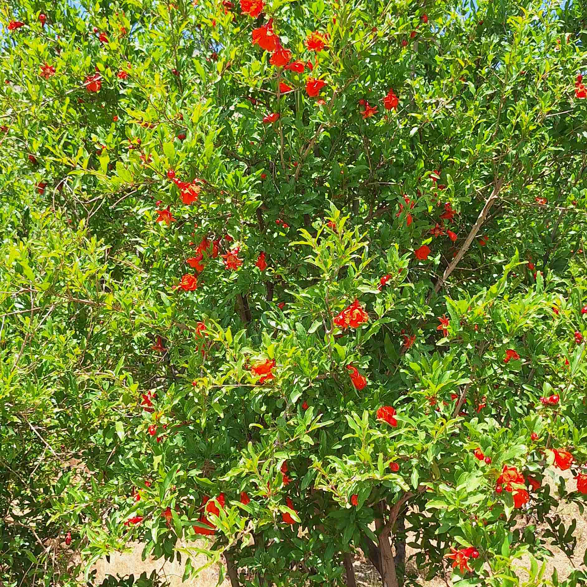 انار کامیاران 
