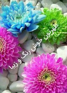 ظهرتون‌خوش‌رنک‌وزیبا