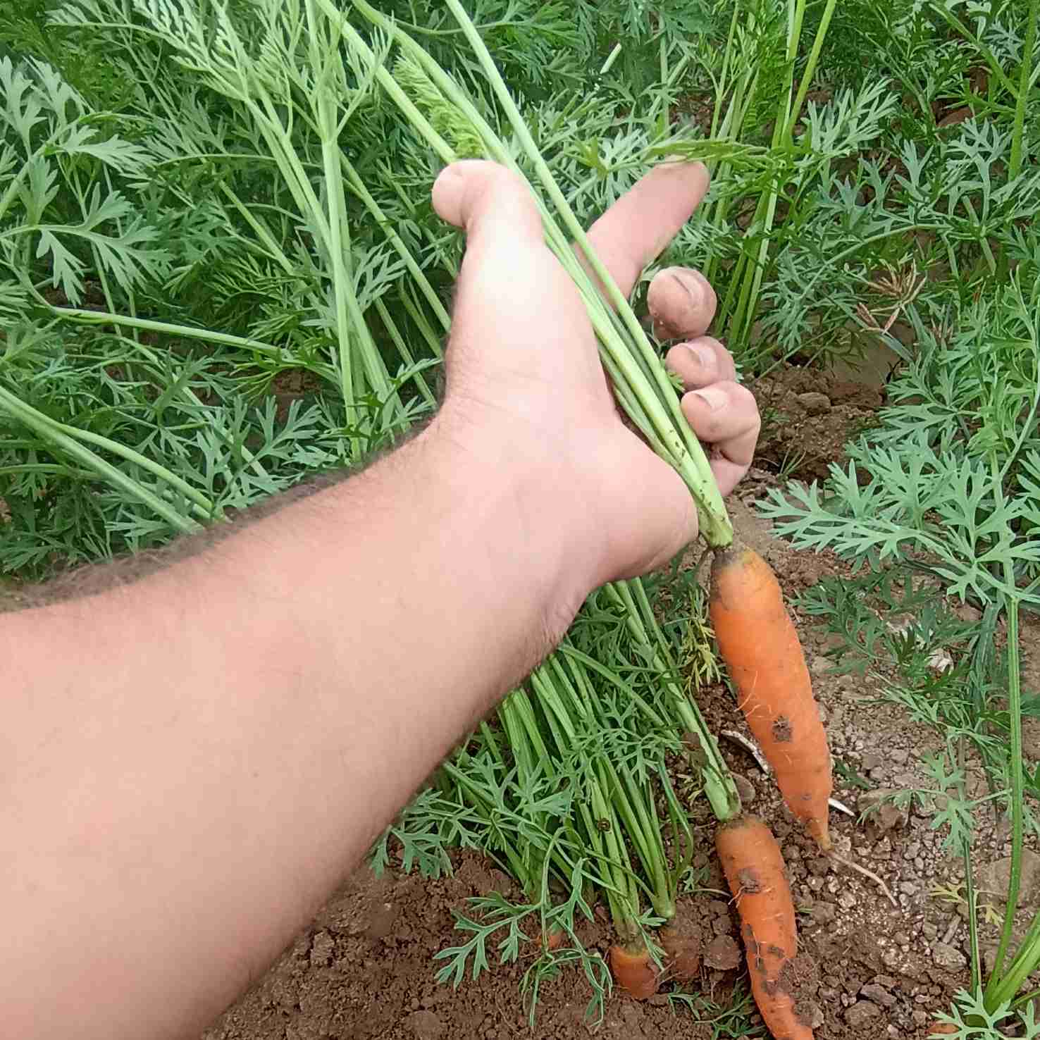 چقدر زحمت کشیدم پای این هویج تابزرگ شده.انگار ۵سال گذشت.۳/۵هکتارونیم دارم.پناه برخدا