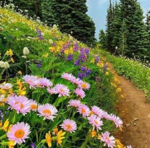 زیبایی ها را چشم میبیند
ومهربانی ها را دل؛
چشم فراموش می کند