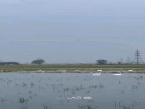 قوهای مهاجر