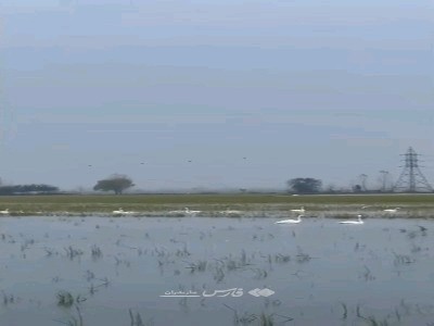 قوهای مهاجر