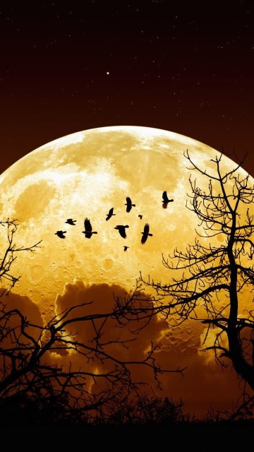 طعنه بر من مزن ای بی خبر از عالم عشق🌸🌹