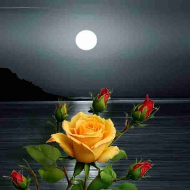 شبتون خوش در پناه حق تعالی درود بیکران خدا بهمه شما خوبان خبری....