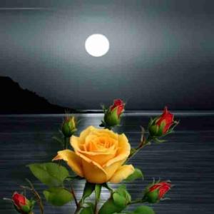 شبتون خوش در پناه حق تعالی درود بیکران خدا بهمه شما خوبان خبری....