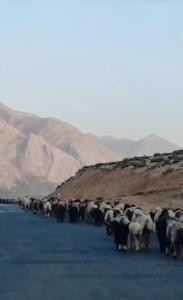 سلام صبح همگی بخیر 🙋❤️❤️🍬🍬🌹😘😘