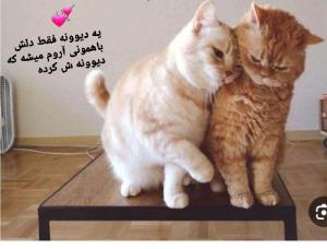 یه دیوونه فقط باهمونی آروم میشه که دیوونش کرده💑