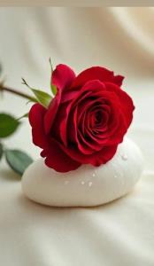 تقدیم نگاه همه ی اهالی خوب این خونه ❤️